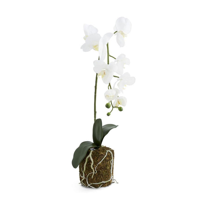 Orchid In Moss Pot