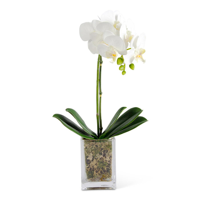 White Orchid In Glass Container