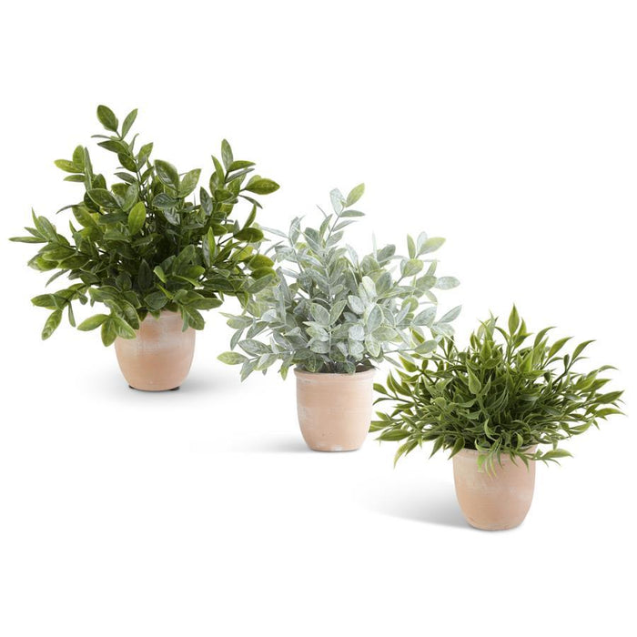 Assorted Herbs In Terracotta Pot