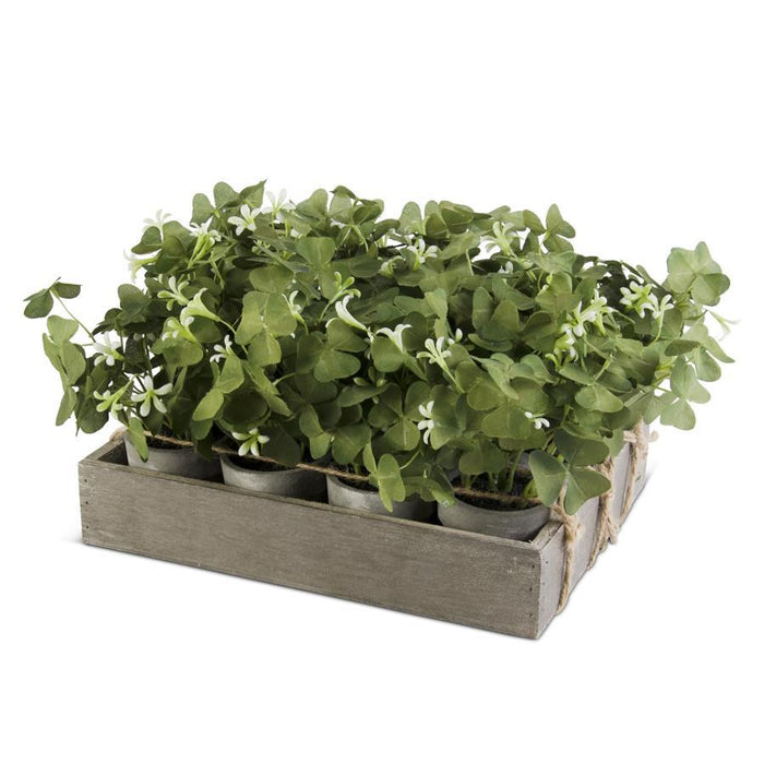 Potted Oxalis Plant