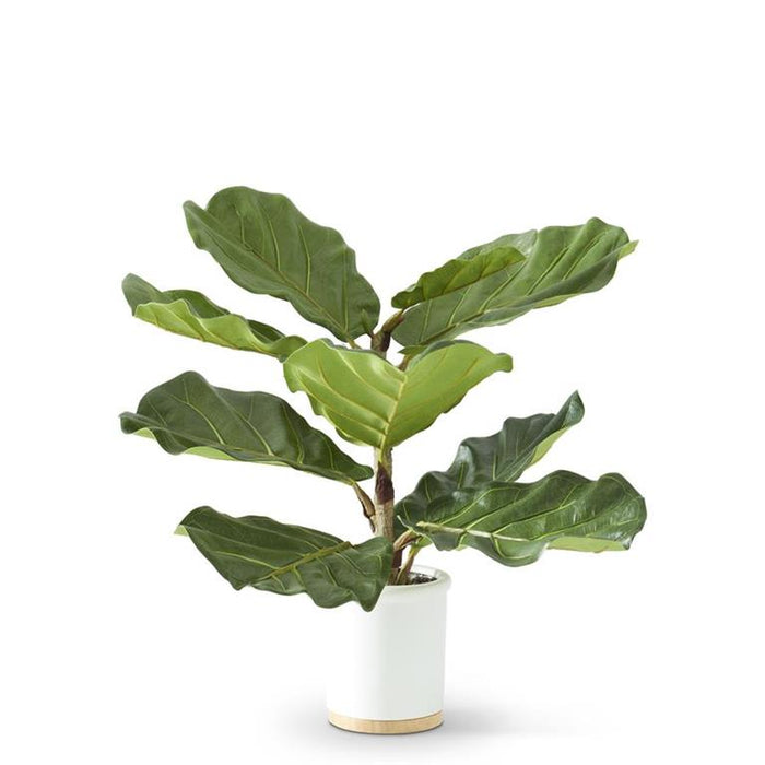 Fiddle Fig Tree In Ceramic Pot