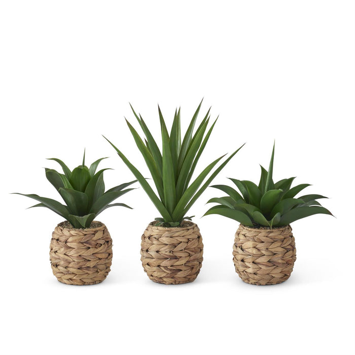 Assorted Tropical Foliage Plants in Woven Round Pots w/Faux Rocks