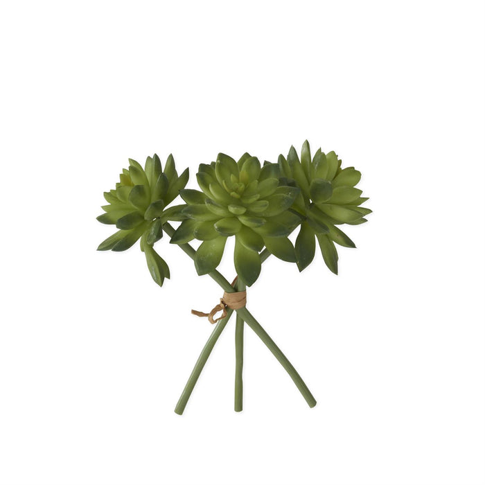 8 "Small Two Tone Green Succulent Bundle