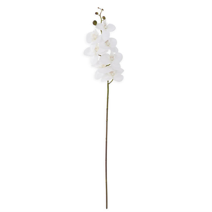 White Orchid Stem