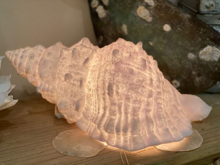 Conch Shell Lamp