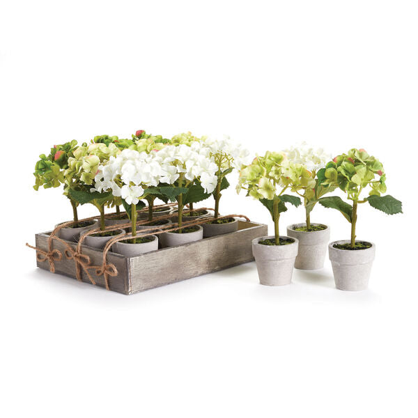 Potted Mini Hydrangeas