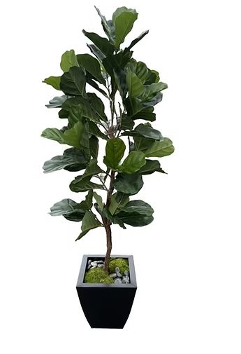 5' Fiddle Fig Tree