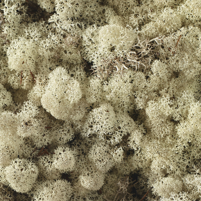 Reindeer Moss