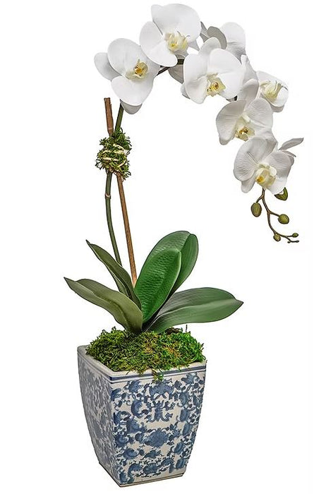 Orchid In Cachepot