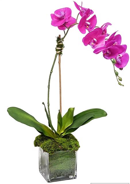 Pink Orchid in 5" Glass Cube