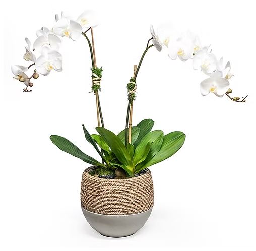 Orchids in Reed Cement Bowl
