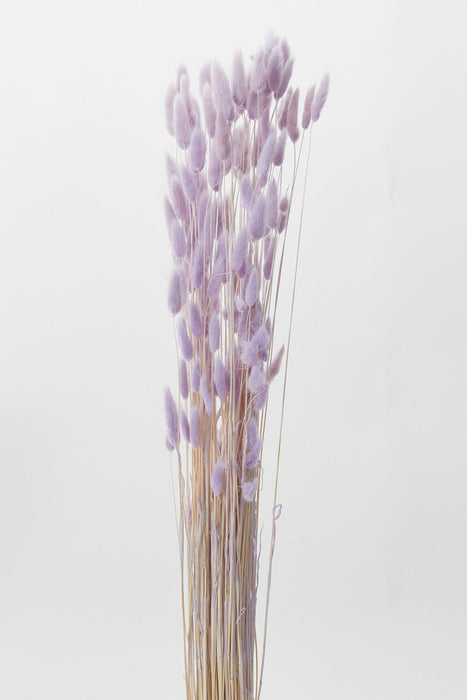 Long Stem Lagurus