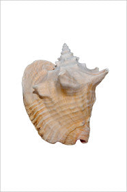 Conch Shell Art