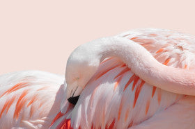 Crouching Flamingo Art