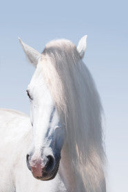 White Majestic Horse Art