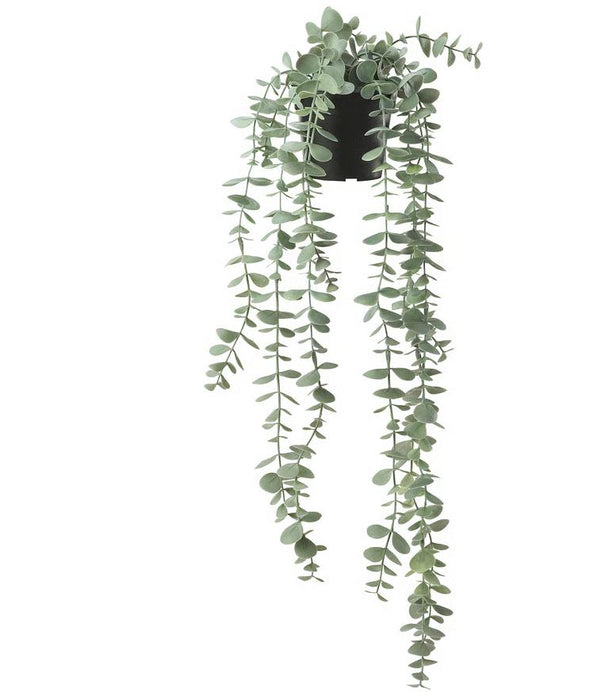 Eucalyptus Potted Plant