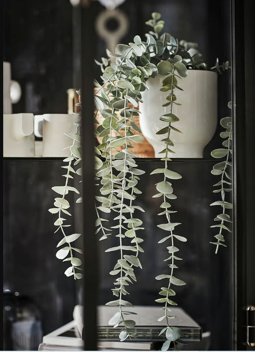 Eucalyptus Potted Plant