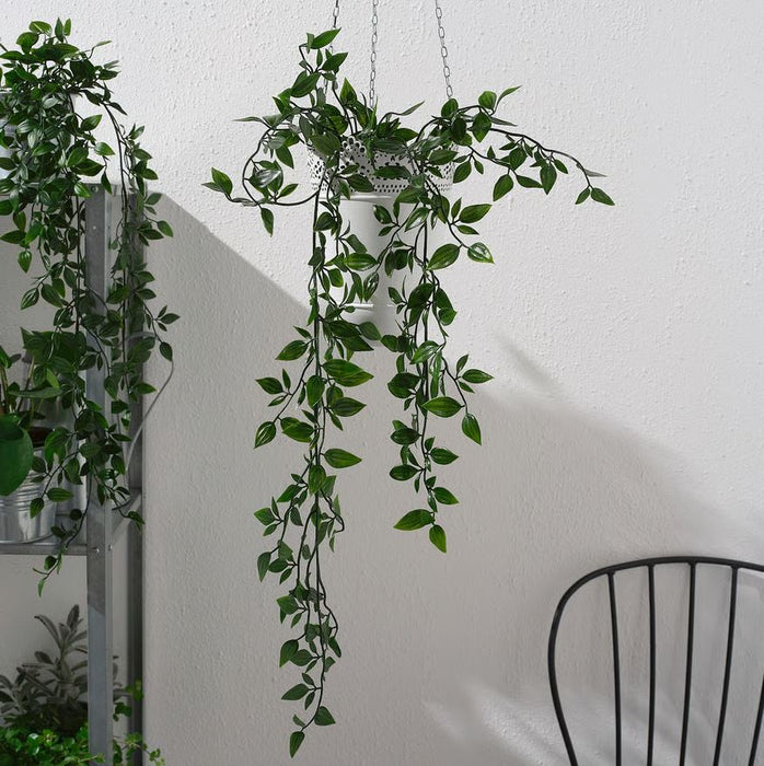 Green Hanging Plant