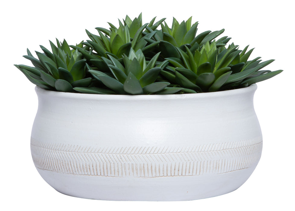 Succulent In Large White Bowl