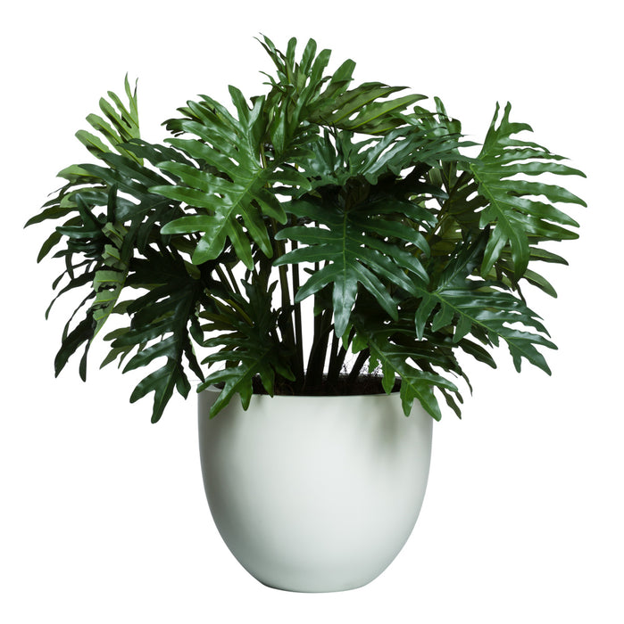 Selloum Bush In Tapered Sandstone Pot