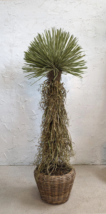 Potted Dracaena