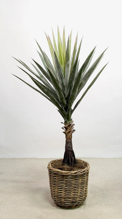 52" Potted Agave Plant