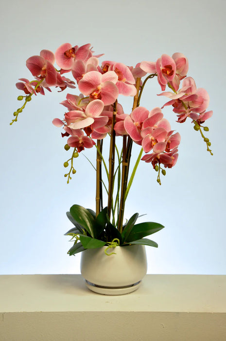 Brentwood Coral Orchid