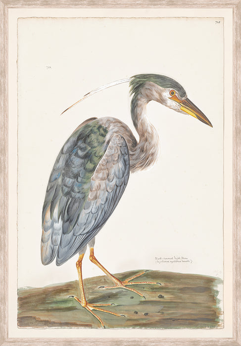 Black Crowned Night Heron - Small