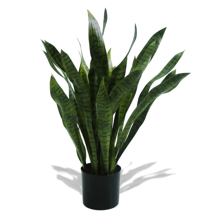45" Potted Brazilian Sansevieria