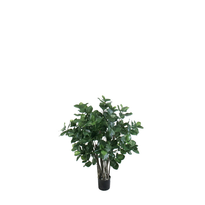 Potted Golden Laurel