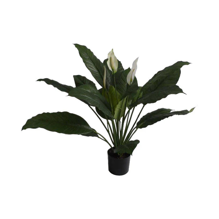 3' Potted Spathiphyllum Plant