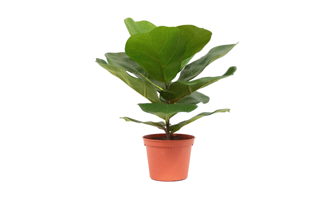 Potted Fiddle Leaf Plant