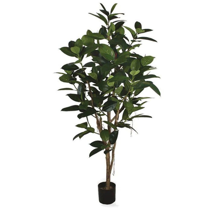 6' Rubber Tree