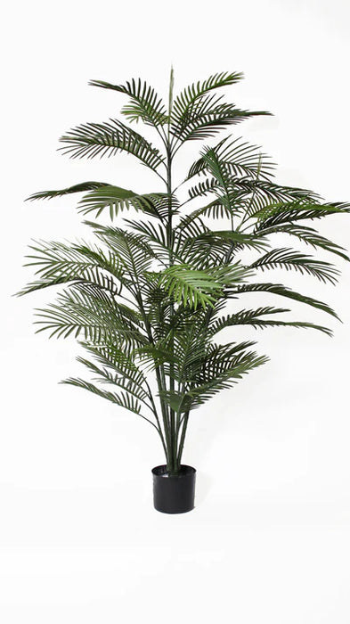 6' Potted Areca Palm Tree