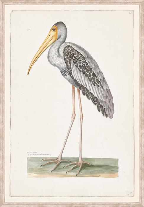 Painted Stork, C.1720 - Small