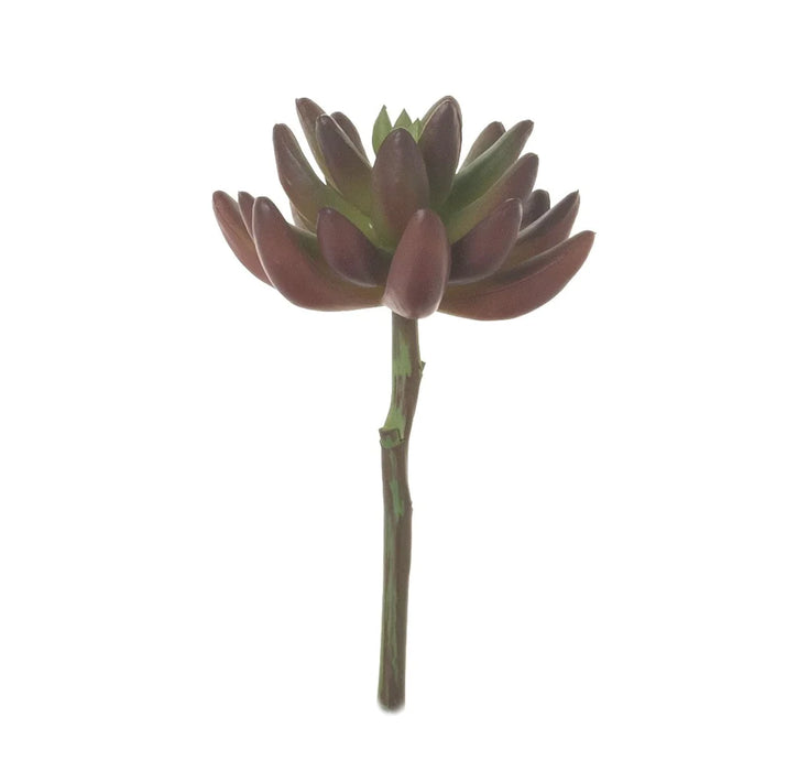 Single Stem Succulent