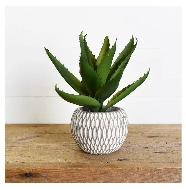 Succulent In Round Pot