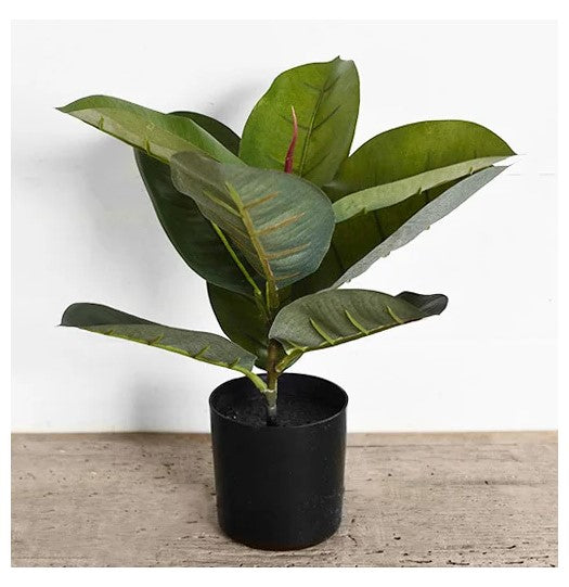 Ficus Tree In Pot