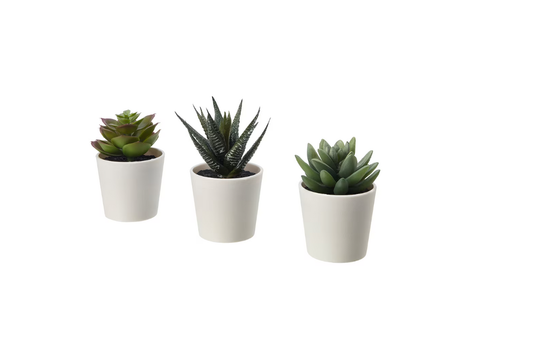 Assorted Succulent Plant