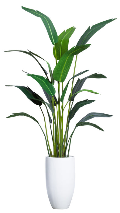 7.5' Travelers Palm In Tall White Resin Pot