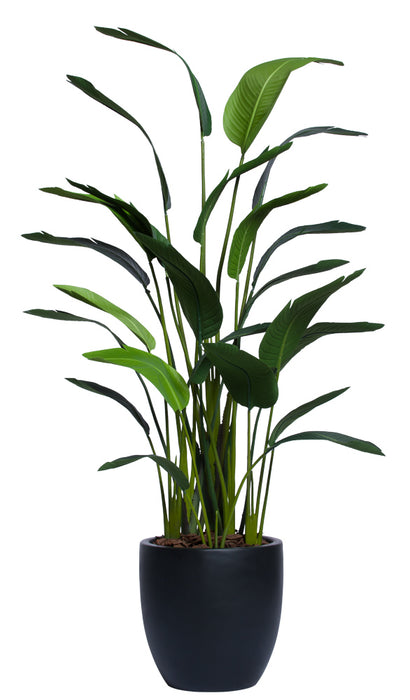 Travelers Palm In Black Pot