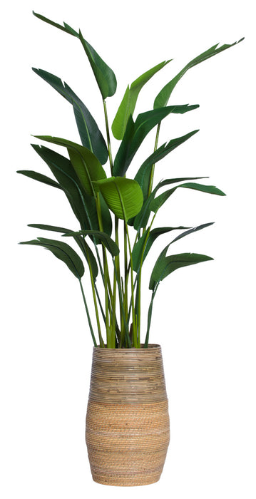 8' Travelers Palm In Tall Reed Basket