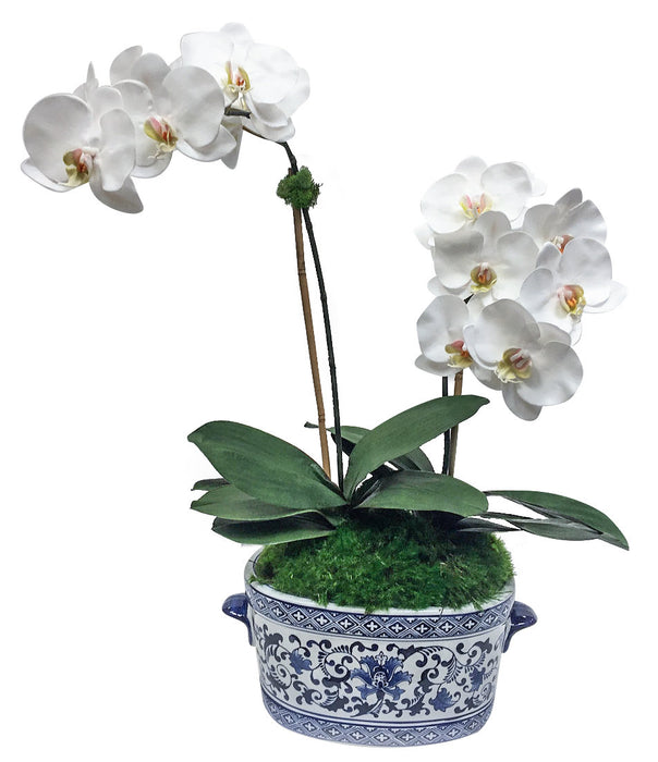 Double Orchid in Blue/White Oval Vase