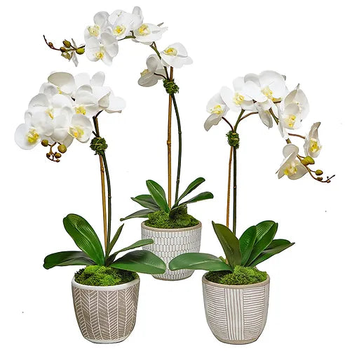 Orchids In Cream African Pot - Assorted