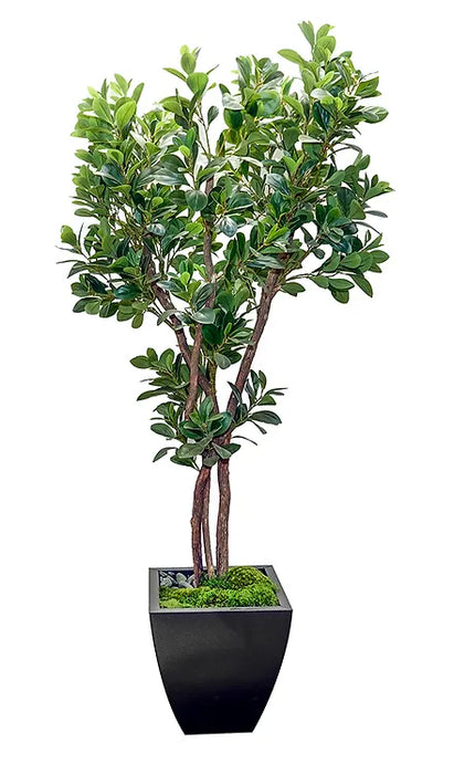 7' Italian Ficus Tree In Zinc Pot
