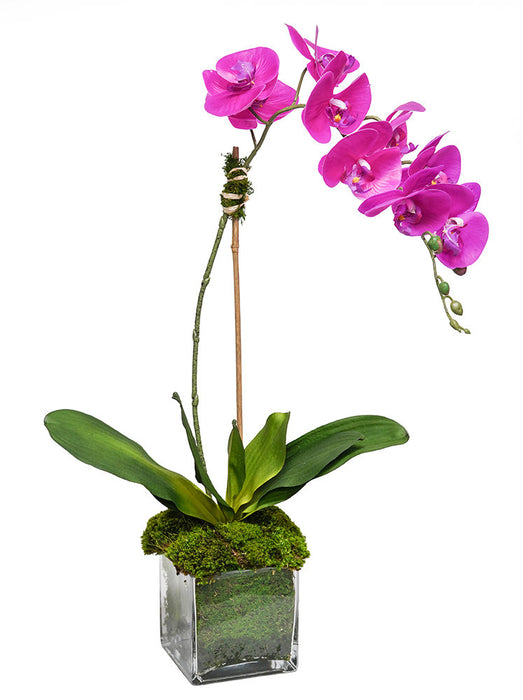 Pink Orchid In 5" Glass Cube