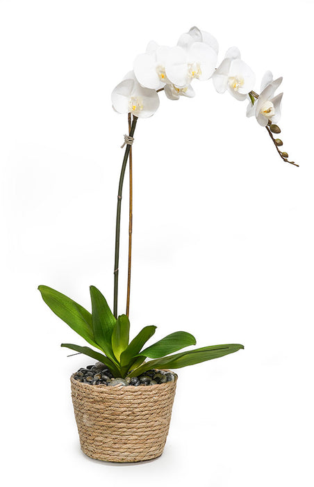 Orchid In 8" Basket