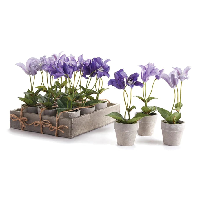 Potted Mini Clematis