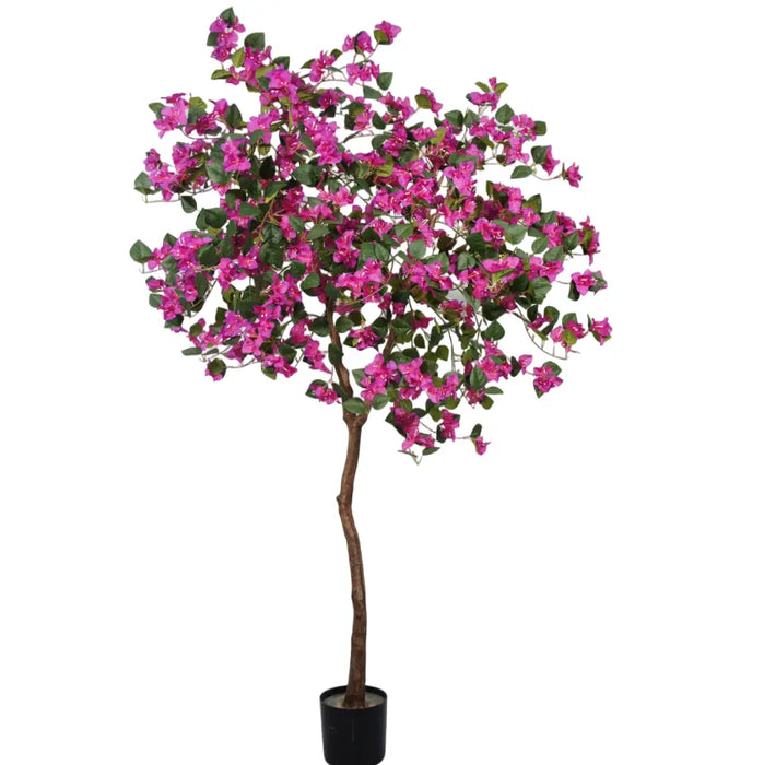 7' Asian Bougainvillea Tree (Purple)