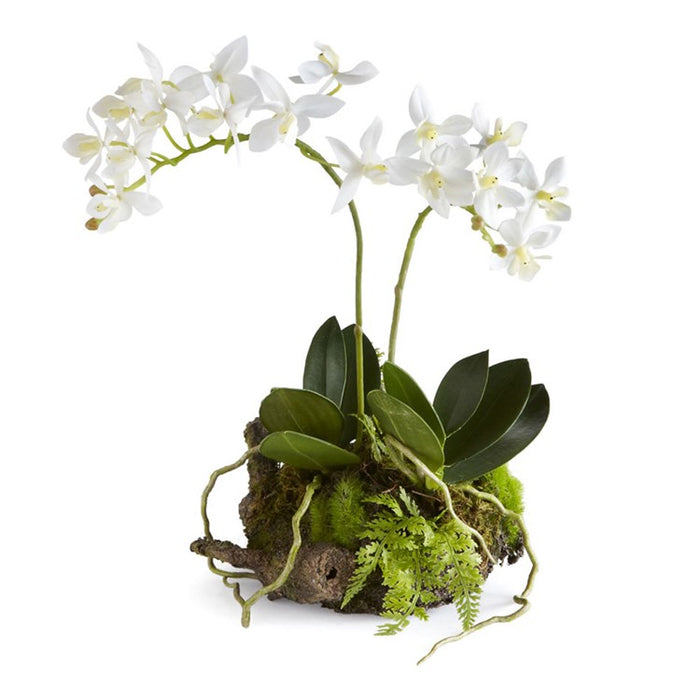 Mini Dendrobium Drop-In
